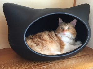 ペットを飼っている人におすすめの保険